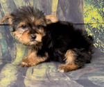 Small #6 Yorkshire Terrier