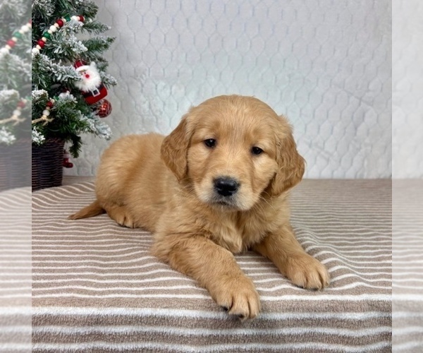 Medium Photo #4 Golden Retriever Puppy For Sale in GREENFIELD, IN, USA