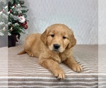 Small #3 Golden Retriever