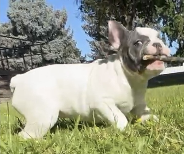 Medium Photo #12 French Bulldog Puppy For Sale in MEDFORD, OR, USA