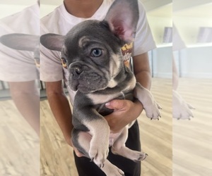 French Bulldog Puppy for sale in LAKE ELSINORE, CA, USA