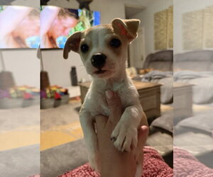 Chihuahua-Unknown Mix Dogs for adoption in The Woodlands, TX, USA