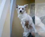 Small Jack Russell Terrier-Papillon Mix