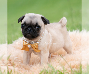 Medium Pug