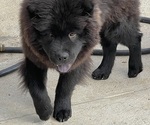 Small #1 Chow Chow