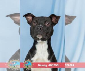 DEWEY - Male Bulldog-Unknown Mix Dog for Adoption - Photo #2