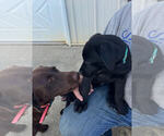 Small #1 Labrador Retriever