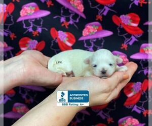 Maltese Puppy for sale in WINNSBORO, LA, USA