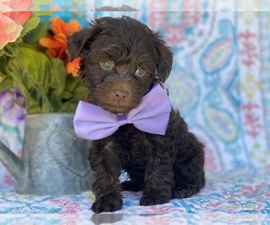 YorkiePoo Puppy for sale in LANCASTER, PA, USA