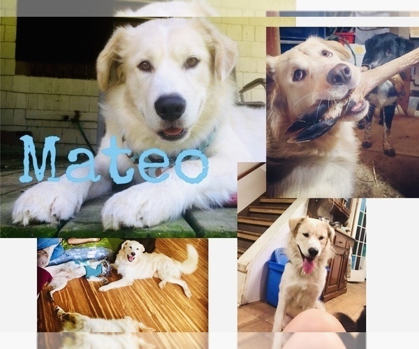 Medium Photo #1 Alaskan Malamute-Australian Cattle Dog Mix Puppy For Sale in CANASTOTA, NY, USA