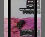 Image preview for Ad Listing. Nickname: Sage