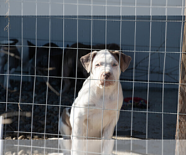 Medium Photo #1 American Bully Puppy For Sale in ELLENSBURG, WA, USA
