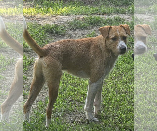 Medium Photo #3 Mutt Puppy For Sale in Oakhurst, NJ, USA