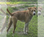 Small #2 Mutt