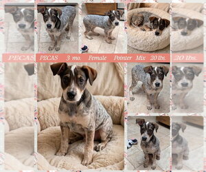 Pointer-Unknown Mix Dogs for adoption in Mesa, AZ, USA