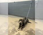 Small American Staffordshire Terrier Mix