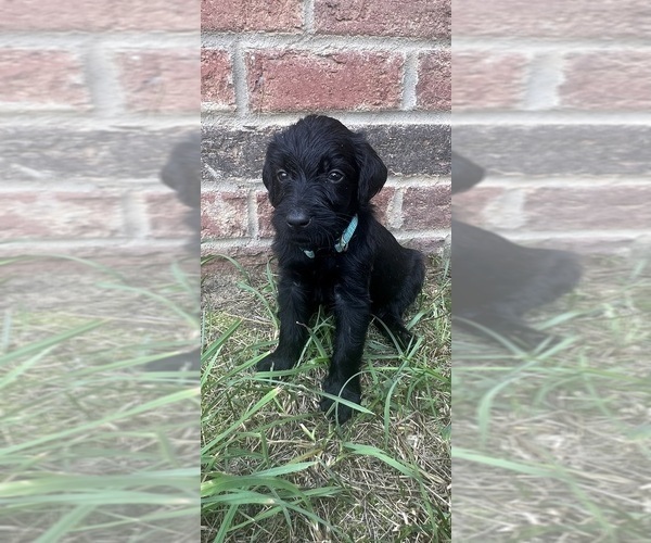 Medium Photo #9 Labradoodle Puppy For Sale in WILLISTON, SC, USA