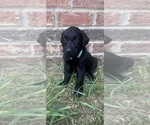 Puppy Light blue Labradoodle