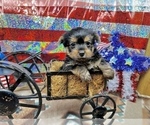 Small #2 Yorkshire Terrier