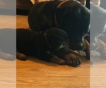 Small Photo #2 Rottweiler Puppy For Sale in WESLEY, AR, USA