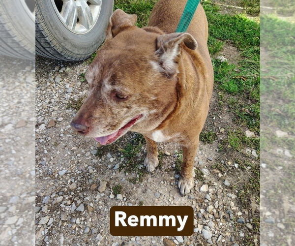 Medium Photo #9 Mutt Puppy For Sale in Foristell, MO, USA