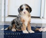 Small Photo #3 Bernedoodle (Miniature) Puppy For Sale in NARVON, PA, USA