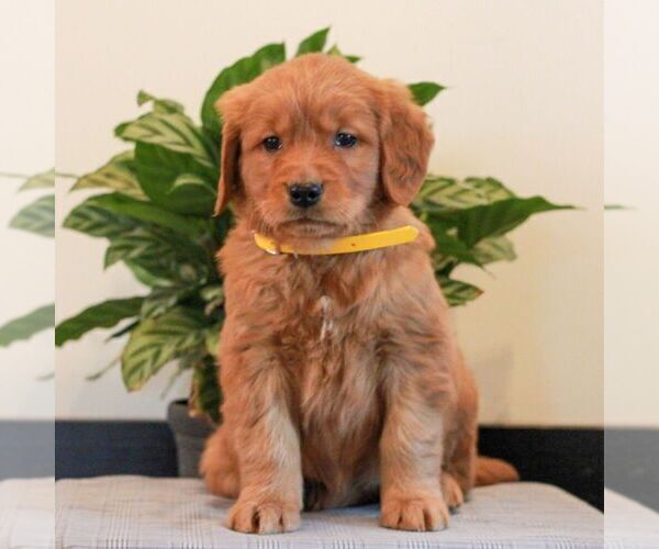 Medium Photo #2 Golden Retriever Puppy For Sale in LITITZ, PA, USA