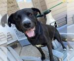 Small #1 Labrador Retriever Mix