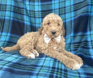 Goldendoodle Puppy for sale in LAKELAND, FL, USA