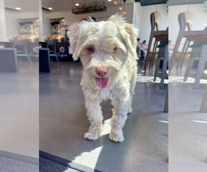 Havamalt Dogs for adoption in Lake Elsinore, CA, USA