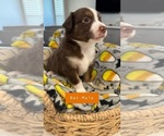 Puppy Bat Miniature American Shepherd