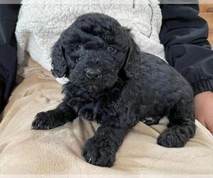 Goldendoodle Puppy for sale in MC GUIRE AFB, NJ, USA
