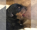 Small Photo #8 Airedale Terrier Puppy For Sale in NORTH PLAINS, OR, USA