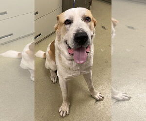 Mastiff Dogs for adoption in Petaluma, CA, USA