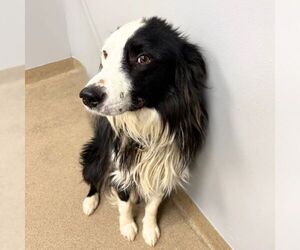 Border Collie Dogs for adoption in Aurora, CO, USA