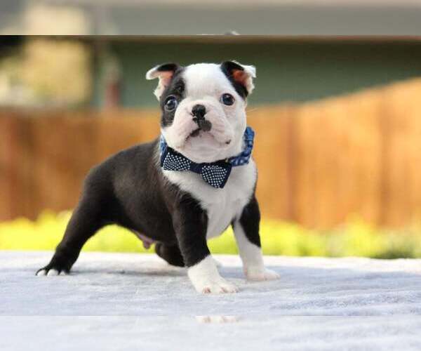 Medium Photo #1 Boston Terrier Puppy For Sale in PUYALLUP, WA, USA