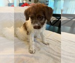 Small #1 Poodle (Standard) Mix