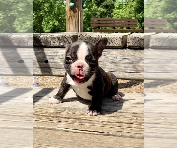Medium Photo #22 French Bulldog Puppy For Sale in EUGENE, OR, USA
