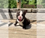 Small Photo #22 French Bulldog Puppy For Sale in EUGENE, OR, USA