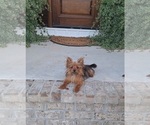 Puppy Wally Yoranian