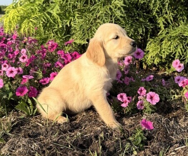 Medium Photo #3 Golden Retriever Puppy For Sale in DORCHESTER, WI, USA