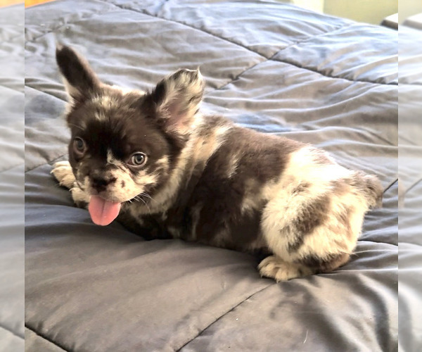 Medium Photo #4 French Bulldog Puppy For Sale in PALMDALE, CA, USA