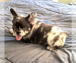 Small #3 French Bulldog