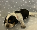 Puppy 6 Beagle