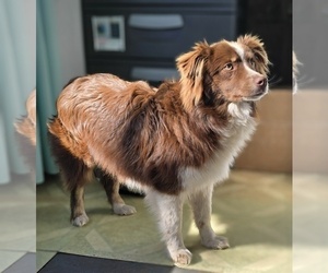 Cane Corso Puppy for sale in FREMONT, MI, USA