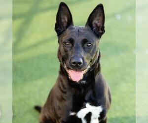 American Pit Bull Terrier-Unknown Mix Dogs for adoption in Camarillo, CA, USA