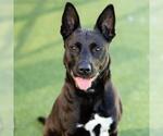 Small American Pit Bull Terrier Mix