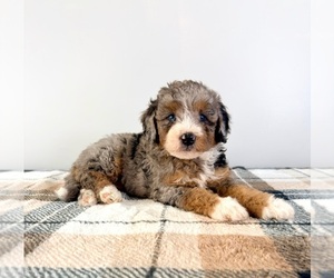 Bernedoodle (Miniature) Puppy for sale in GREENFIELD, IN, USA