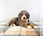 Image preview for Ad Listing. Nickname: Agnes