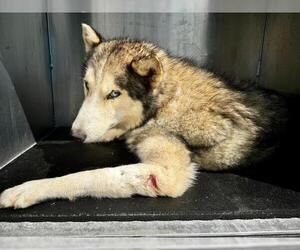 Huskies -Unknown Mix Dogs for adoption in Conroe, TX, USA